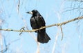 black rook sitting on a branch