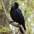 Black rook is sitting on strong grey branch.