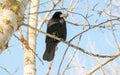 black rook sitting on a tree branch