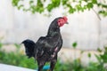 The black-haired male chicken stands behind the green tree. Royalty Free Stock Photo