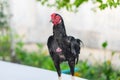 The black-haired male chicken stands behind the green tree. Royalty Free Stock Photo