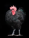 Black rooster australorp on a black background