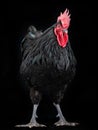 Black rooster australorp on a black background