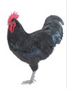 Black rooster australorp Gallus gallus with dark green plumage