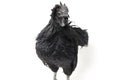 Black Rooster Ayam Cemani Chicken isolated on white Royalty Free Stock Photo