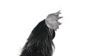 Black Rooster Ayam Cemani Chicken isolated on white Royalty Free Stock Photo