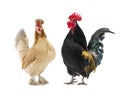 Black rooster and brown chicken isolated Royalty Free Stock Photo