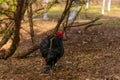 Black rooster chicken on a domestic poultry farm