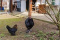 Black rooster chicken on a domestic poultry farm in the garden