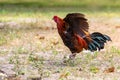 Black rooster or chicken. Rooster isolated on Nature background. A smart Thai rooster. Chickens walk on the grass