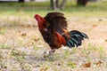 Black rooster or chicken. Rooster isolated on Nature background. A smart Thai rooster. Chickens walk on the grass