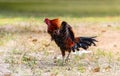 Black rooster or chicken. Rooster isolated on Nature background. A smart Thai rooster. Chickens walk on the grass