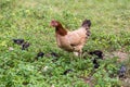 Black rooster or chicken. Rooster isolated on Nature background. A smart Thai rooster. Chickens walk on the grass. Mother hen with