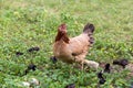 Black rooster or chicken. Rooster isolated on Nature background. A smart Thai rooster. Chickens walk on the grass. Mother hen with