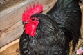 Black rooster in the coop on the farm.