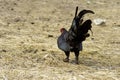 Black rooster on a farm ground