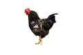Black rooster isolated on white background Royalty Free Stock Photo