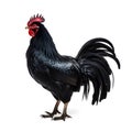 Black rooster isolated on white background