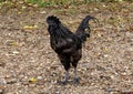 Black rooster looking for food on the ground in West Dallas.