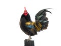 Black rooster - orange on a stump isolated