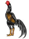 Black rooster with red crest on white background. Vector illustration.