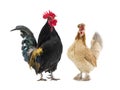 black rooster sings and brown chicken isolated Royalty Free Stock Photo