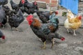A black rooster stands against a background of a blurred herd of female hens Royalty Free Stock Photo
