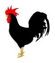 Black Rooster vector illustration isolated on white background. Male chicken organic food.