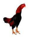 Black rooster vector illustration isolated on white background. Thai chicken. Farm chantry cock. Royalty Free Stock Photo