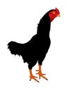 Black rooster vector illustration isolated on white background. Thai chicken. Farm chantry cock. Thailand fighter bird. Organic