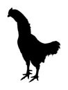 Black rooster vector silhouette illustration isolated on white background. Thai chicken. Farm chantry cock. Royalty Free Stock Photo
