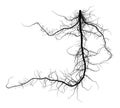 Black Root System - Taproot Vector Illustration