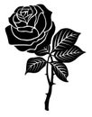 Black rose