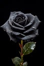 Black rose 135 mm macro. Gothic valentine