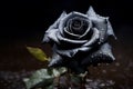 Black rose 135 mm macro. Gothic valentine