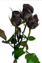 Black rose