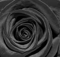 Black Rose