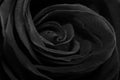 Black rose