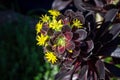 Black Rose, Aeonium arboreum, in flower, close up