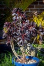 Black Rose, Aeonium arboreum, flowering Royalty Free Stock Photo