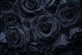 black rose background Royalty Free Stock Photo