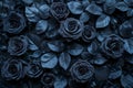 black rose background Royalty Free Stock Photo