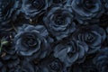 black rose background Royalty Free Stock Photo