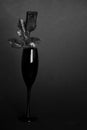 Black rose in black champagne glass. Gothic love. Royalty Free Stock Photo