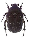 Black rose chafer (Protaetia vidua)