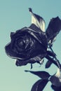 Black Rose. Concept, symbol of sorrow, melancholy and sad mood. Royalty Free Stock Photo