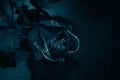 Black Rose. Concept, symbol of sorrow, melancholy and sad mood.