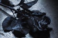 Black Rose. Concept, symbol of sorrow, melancholy and sad mood. Royalty Free Stock Photo