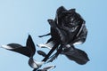 Black Rose. Concept, symbol of sorrow, melancholy and sad mood. Royalty Free Stock Photo