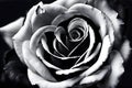 close up of dark rose flower. dark valentine day background